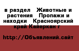  в раздел : Животные и растения » Пропажи и находки . Красноярский край,Кайеркан г.